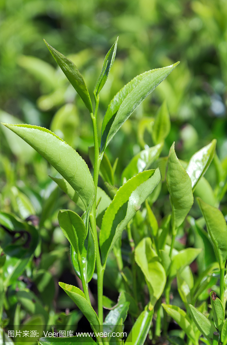 斯里兰卡的种植园茶