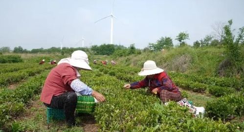 初夏海滨茶香迷人,荣成绿茶产区茶农采摘忙