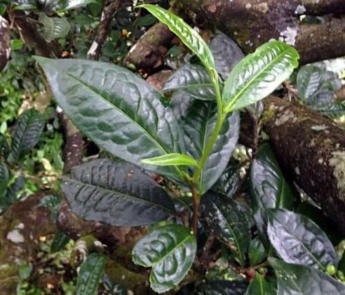 茶科普 带你重新认识茶组植物 一